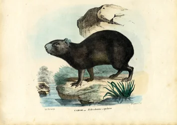 Capibara, 1863-79